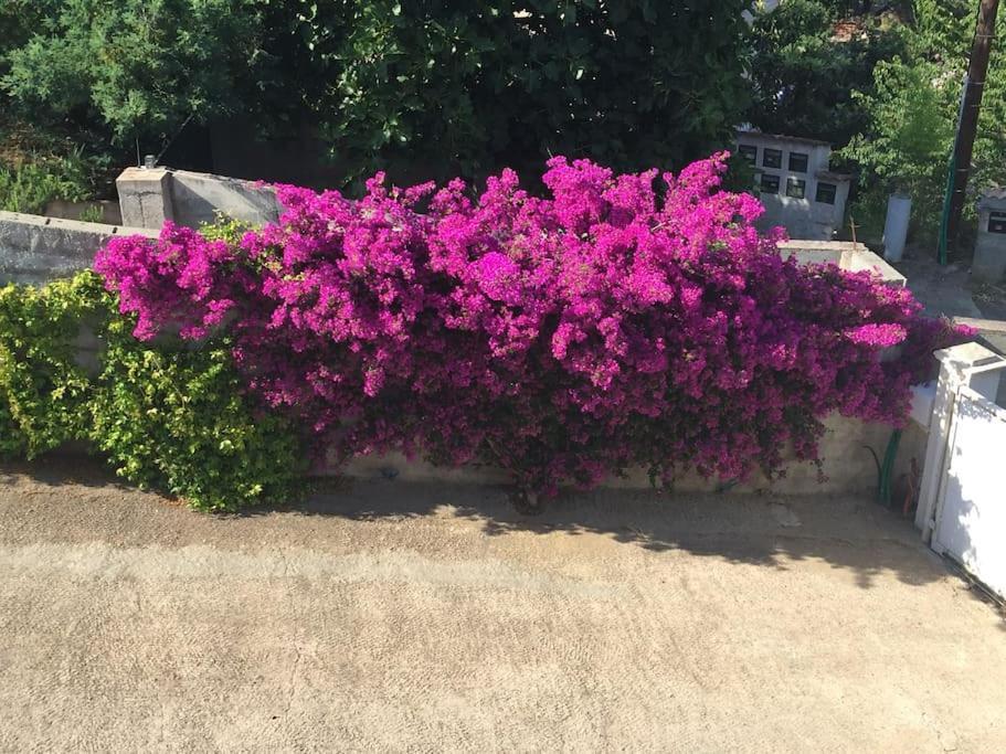巴斯蒂亚Casa Azzura公寓 外观 照片